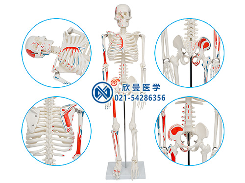 人體骨骼附半邊肌肉著色模型