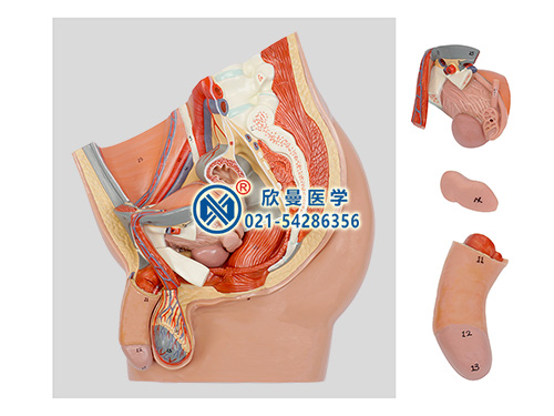 男性盆腔矢狀切模型