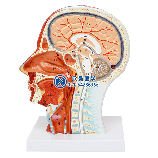 頭部正中矢狀切面附血管神經(jīng)模型側(cè)面結(jié)構(gòu)