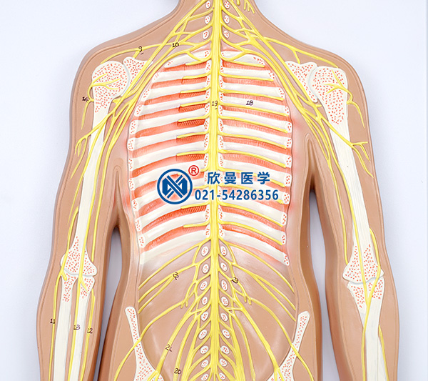 人體神經系統(tǒng)模型(上半身神經分布)