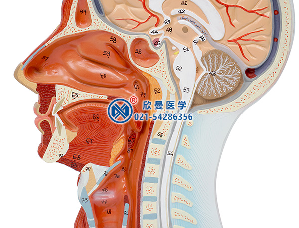 頭部正中矢狀切面附血管神經(jīng)模型(頸部)