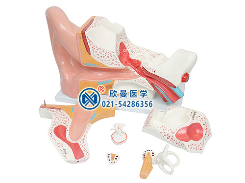 耳(外、中、內(nèi))解剖放大模型
