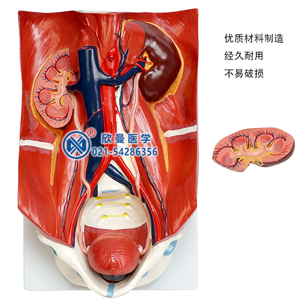 泌尿系統(tǒng)模型分解為2部分