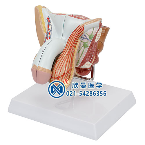 男性生殖器官結構模型