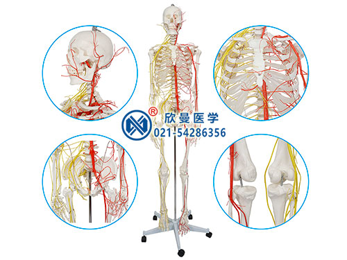 男性全身人體骨骼附主要動脈和神經(jīng)分布模型