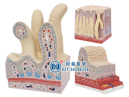 消化管道構(gòu)造模型,胃腸光鏡模型