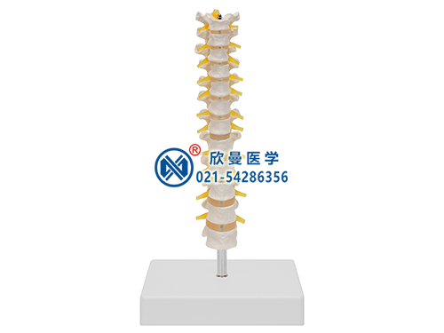 12節(jié)胸椎模型