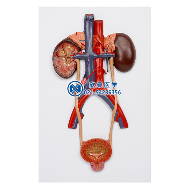 泌尿系統(tǒng)模型