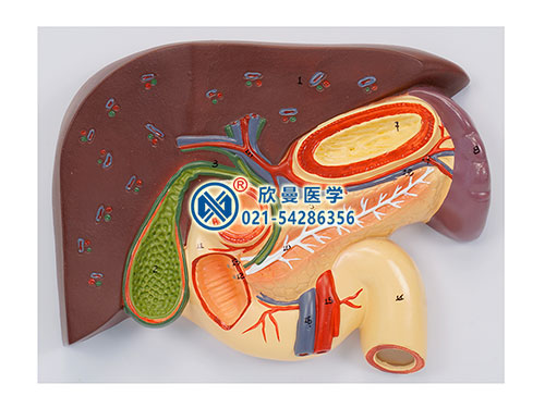 肝膽胰十二指腸胃切面模型