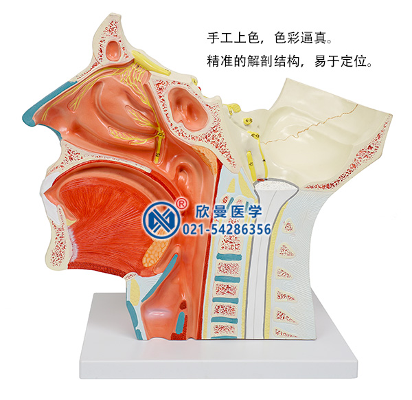 腦神經(jīng)在頭頸部分布模型(十二對(duì)腦神經(jīng))