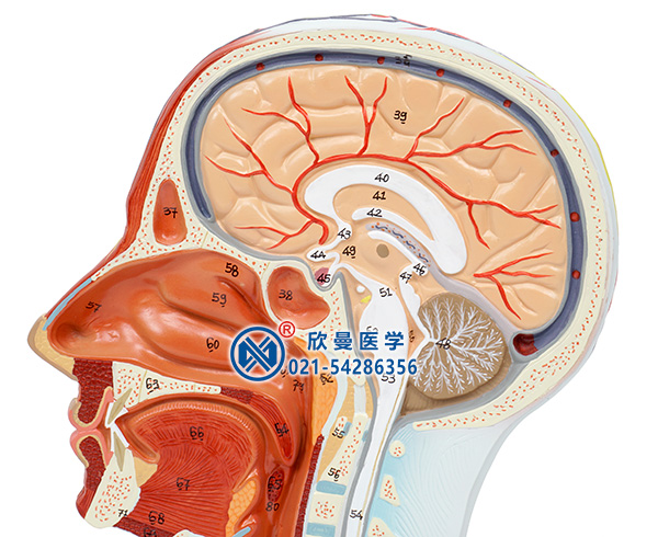 頭部正中矢狀切面附血管神經(jīng)模型(面部)