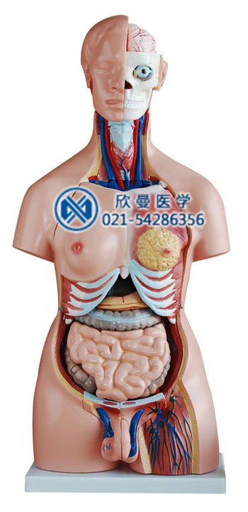 人體半身軀干模型整體結(jié)構(gòu)