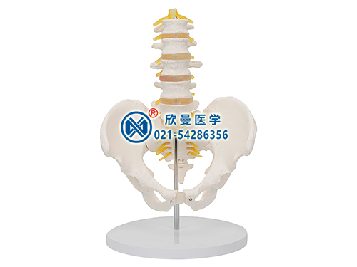 骨盆帶五節(jié)腰椎模型