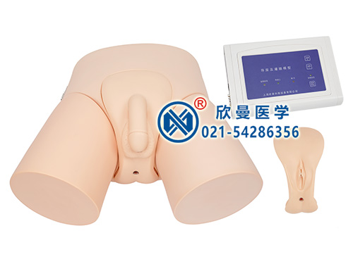 XM-DD電子導(dǎo)尿模型,電子導(dǎo)尿灌腸教學(xué)實(shí)習(xí)模型