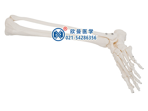 足骨、腓骨和脛骨模型