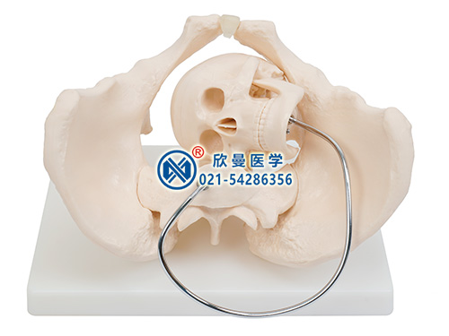 骨盆含胎兒頭顱骨模型