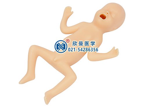 XM-YE424周早產(chǎn)兒模型