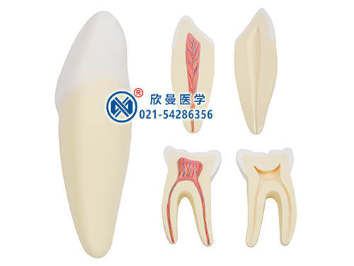 人體牙齒解剖放大模型