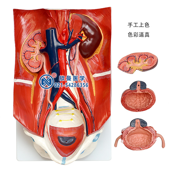 泌尿系統(tǒng)模型分解為4部件