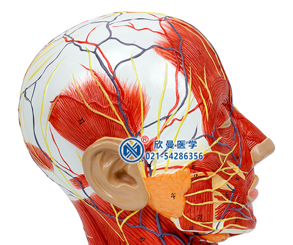 頭部正中矢狀切面附血管神經(jīng)模型(頭部血管神經(jīng))