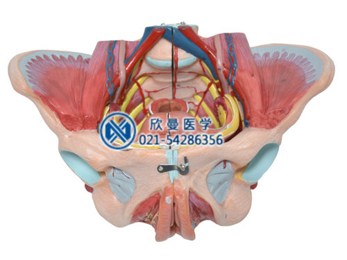 女性骨盆附生殖器官與血管神經(jīng)模型