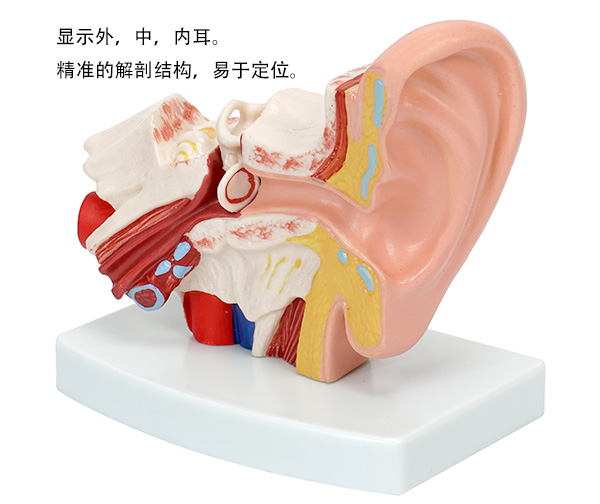 耳解剖模型正面