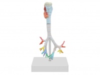 喉與氣管、支氣管樹(shù)模型（3部件）