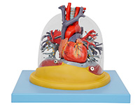 心臟與透明肺、氣管、支氣管樹(shù)模型
