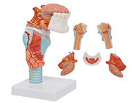 喉附舌、牙模型