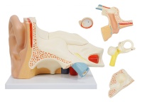耳解剖放大模型（放大3倍，6部件）