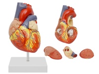 心臟解剖放大模型（放大2倍，4部件）