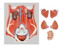 兩性泌尿系統(tǒng)模型