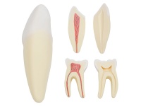 人體牙齒解剖放大模型（切牙、尖牙、磨牙模型）