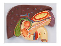 肝、膽、胰、十二指腸、胃切面模型