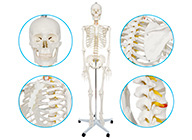 女性全身人體骨骼模型