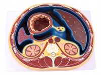 腹腔橫斷模型