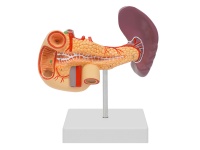 胰、十二指腸和脾模型