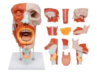 鼻、口、咽、喉腔分解模型