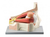 眼球與眼眶放大模型（放大5倍，11部件）