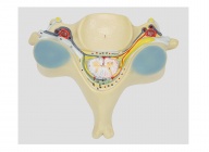 脊髓橫斷模型（第五頸椎附脊髓和脊神經(jīng)放大模型）