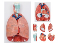 喉、心、肺解剖模型（呼吸系統(tǒng)模型）
