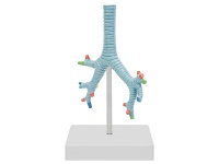 氣管、支氣管及肺段支氣管模型